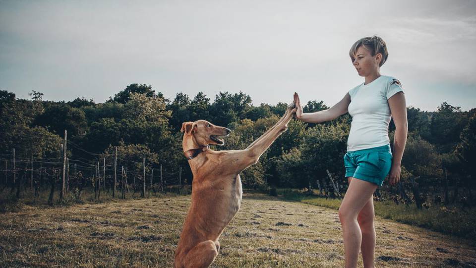 Nemzetkzi Dog Dancing versenyt nyert Szeifer Dia s Hunor