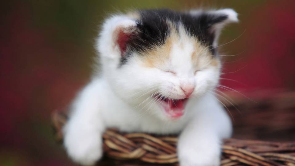 15 fontos dolog, amit tudnod kell, mieltt beszerzel egy macskt