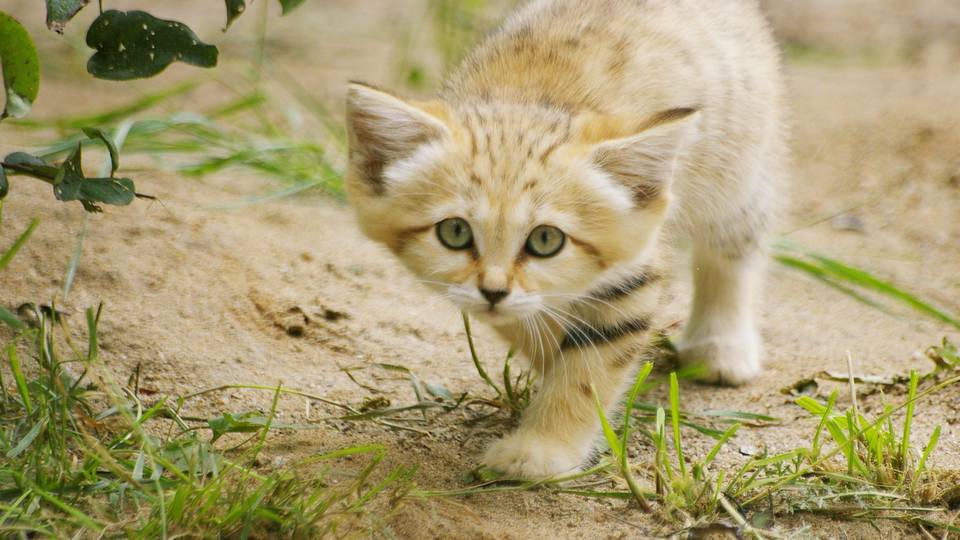 Tutira ez a legcukibb veszlyeztetett macskafaj