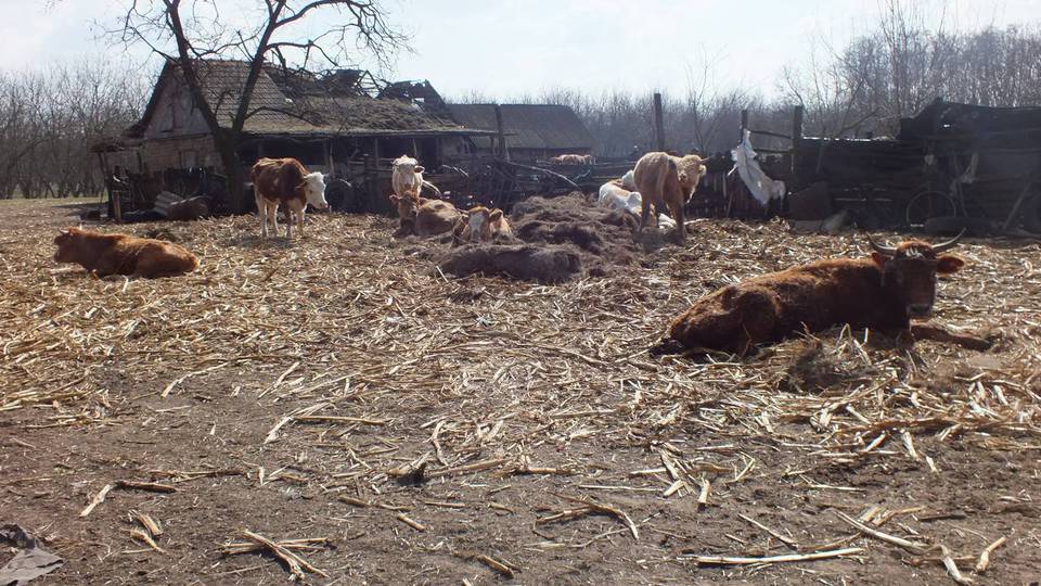 Horror a tanyn: disznk faltk fel a teheneket