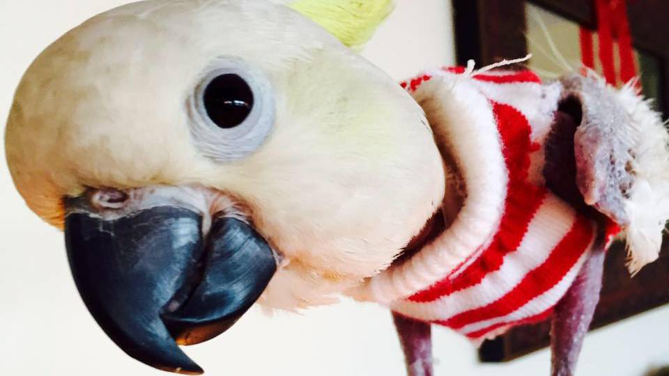Pulverekkel tartjk melegen a depresszis papagjt