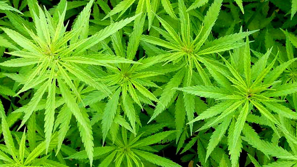 Kannabisszal turbztak fel mogyorkrmet Kanadban