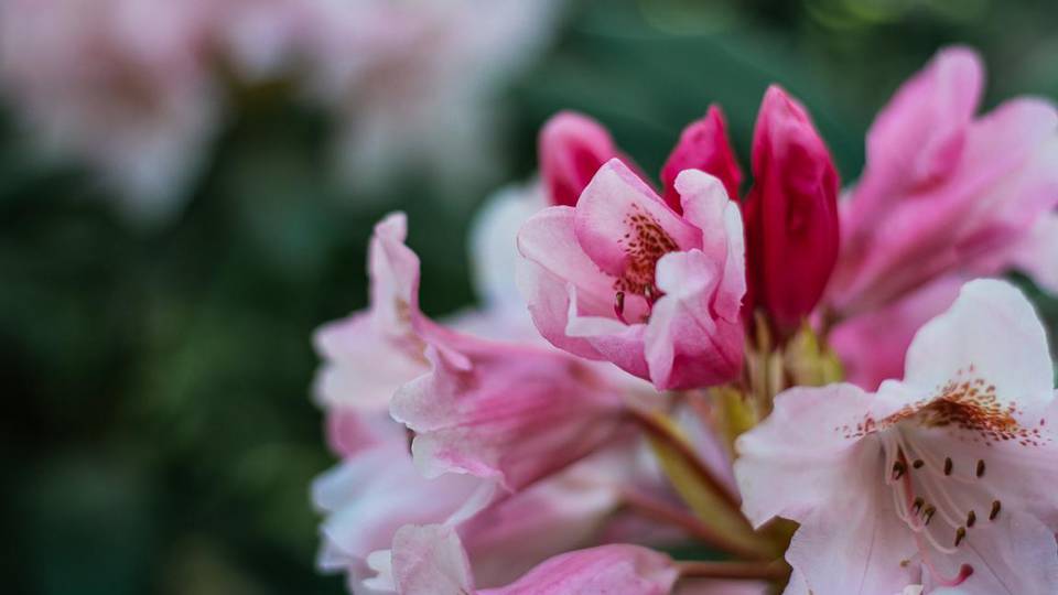 Ilyen a rhododendron cscsvirgzs Szombathelyen