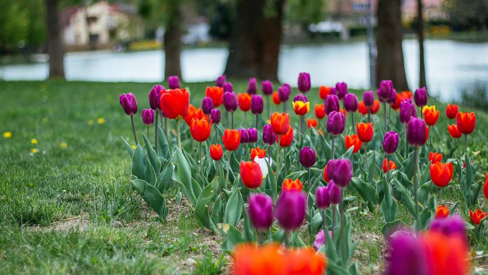 Tulipnos sznorgiv vltozott a szombathelyi Cst krnyke