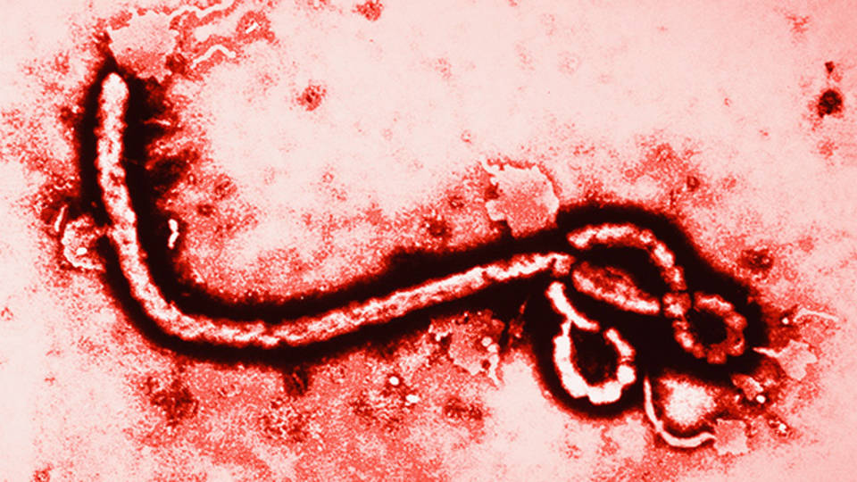 Nem lett ebols a magyar kutat