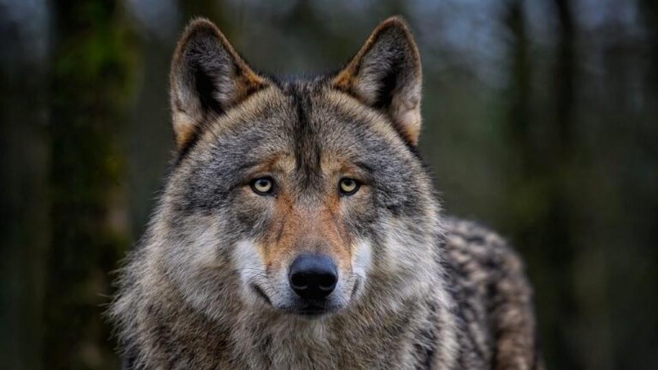 A csernobili mutns farkasok kifejlesztettek egy szuperkpessget