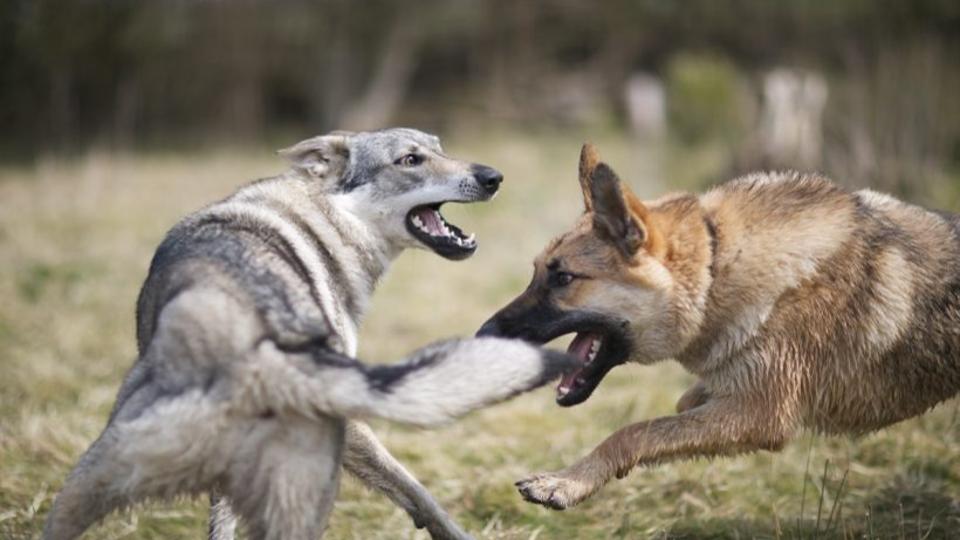 Farkasok eszik a kutykat a Hargitn