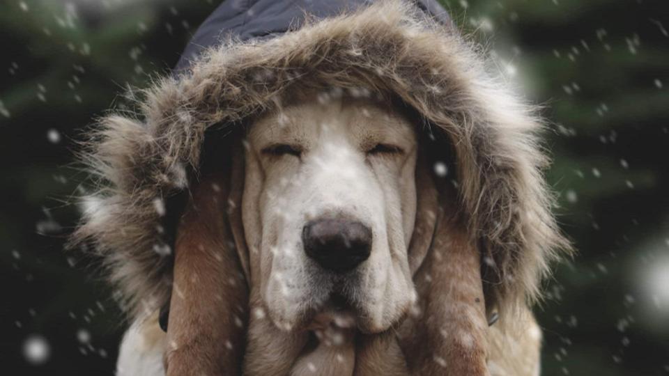 Kutyatarts hidegben: mire kell figyelnnk, hogy ne fagyjon meg a kutynk?