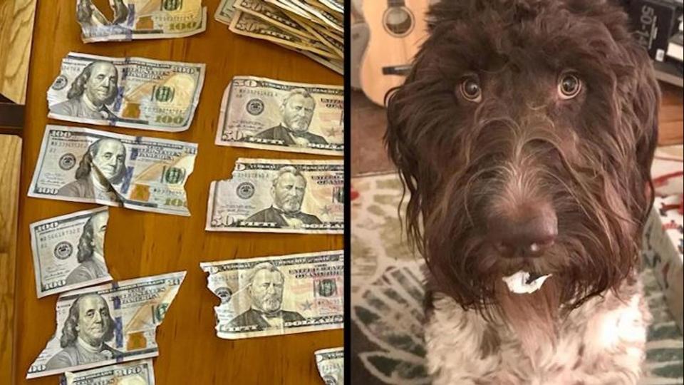 Egymilli forintnyi paprpnzt evett meg egy kutya Pennsylvaniban