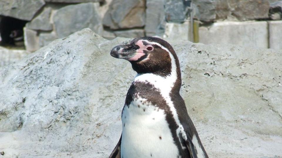 Lefejezve talltak egy pingvint a nmet llatkert kifutjn