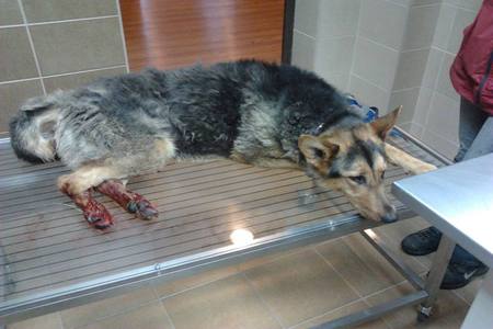 Sorban mentik a megkínzott kutyákat Vas megyében