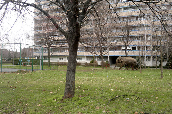 Elszabadult egy cirkuszi elefánt Zalaegerszegen
