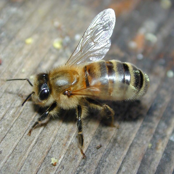 Méhekkel a HIV ellen