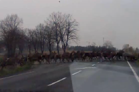 Több száz állat vonult át a 86-os főúton Kisunyomnál! (Videóval!)