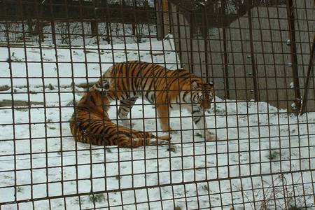 Tél az állatkertben: Nagymacskák a hóban