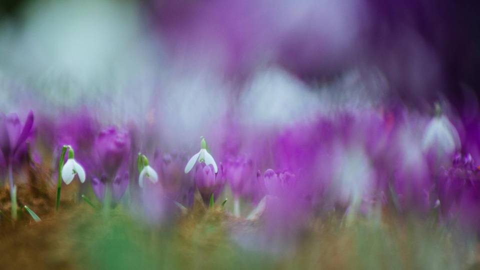 Így fotózd a tavasz legszebb virágait! - Videós fotólecke kezdőknek