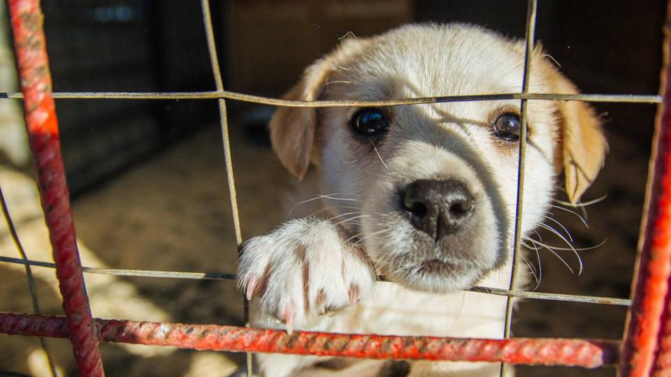 Tűzifát és kutyatápot kapott a Fekete István Állatvédő Egyesület 