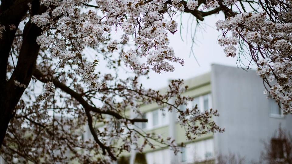 Gyönyörűek a virágzó fák Szombathelyen