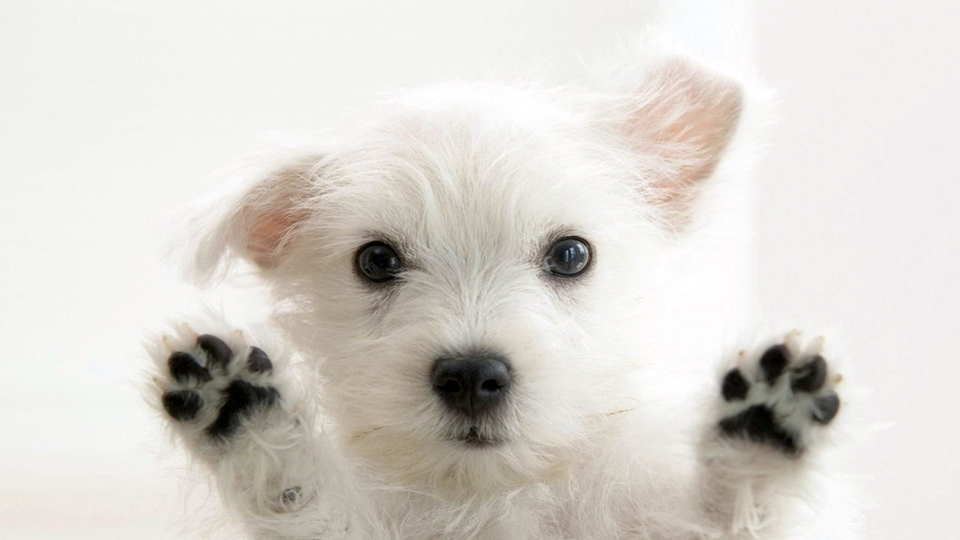 10 kutys vide, amiktl azonnal akarsz (mg) egy kutyt!