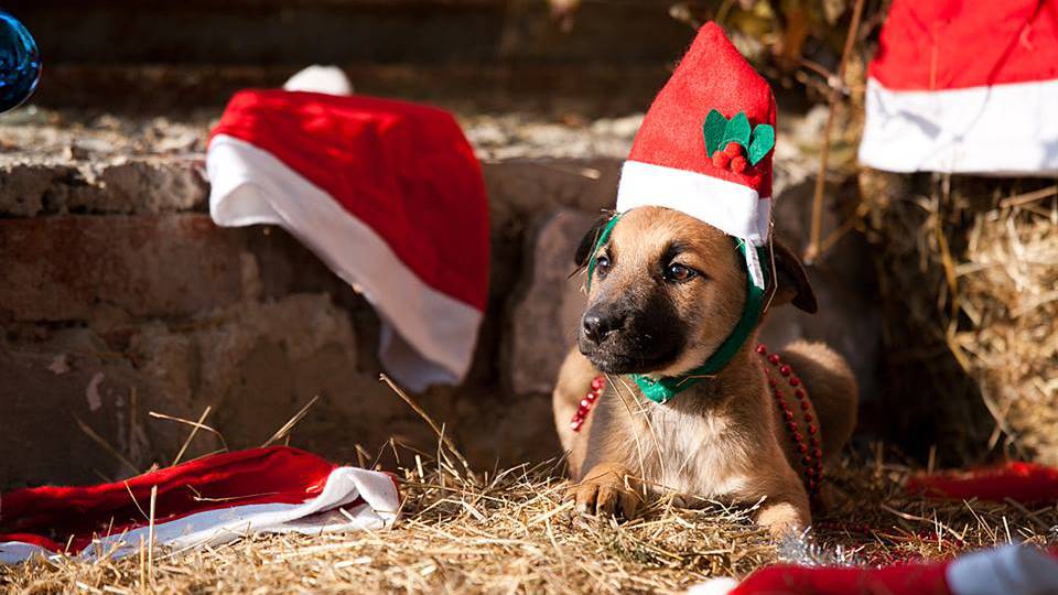 Ezek a kutyusok szeretnék a karácsonyt már az új gazdival tölteni! 