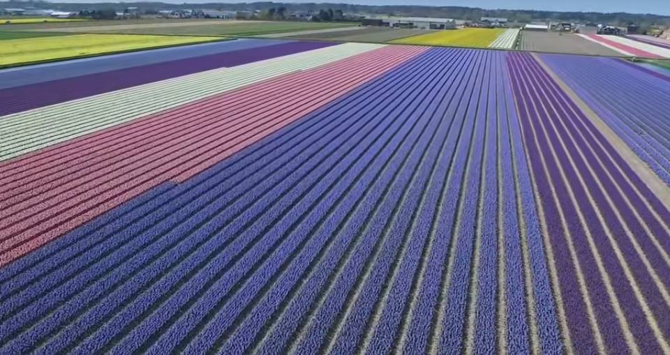 Meseszép drónvideó a virágzó holland tulipánföldekről
