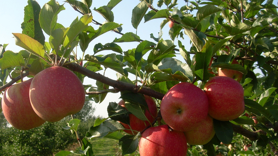 Fő az egészség - Egyél, szedjél almát Vas megyében is!