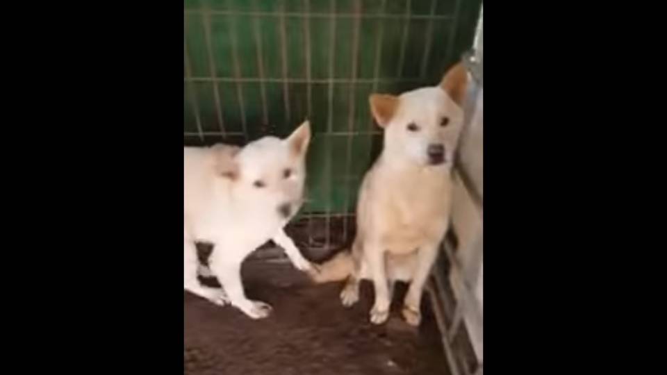 Szvfjdtan nysztenek azok a kutyk, akiket egy koreai hsfeldolgozbl mentettek ki
