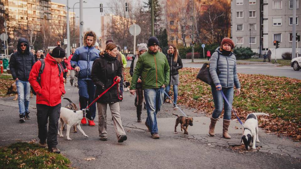 Mikulás napi kutyás séta a Fekete István Állatvédő Egyesülettel 