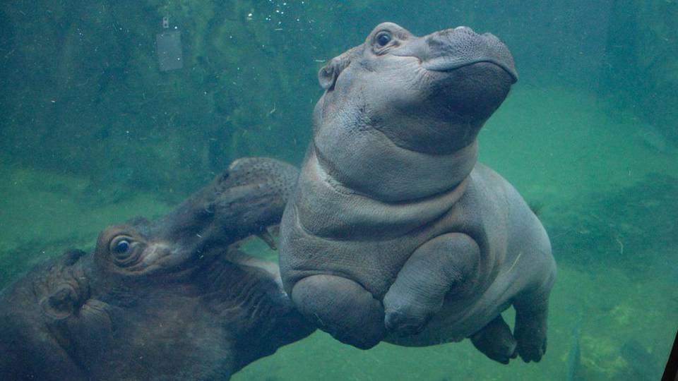 Ha unja a htft, nzze meg, hogy cukiskodik Fiona, a bbivzil 