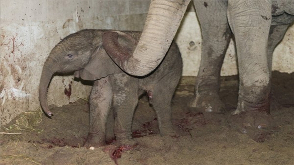 Kis elefánt született Nyíregyházán 
