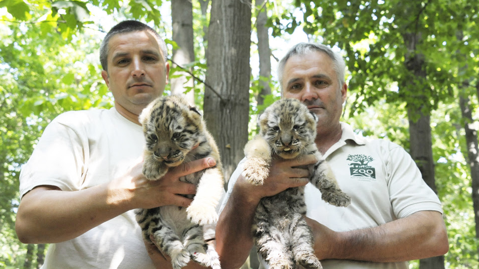 Szibériai tigriskölyköket vizsgáltak a Nyíregyházi Állatparkban
