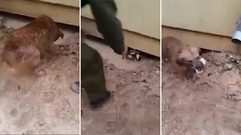 Megható videó készült egy kölykeit mentő kutyáról