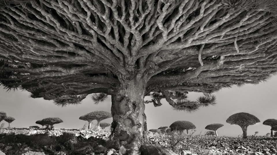 Lefotózta a világ legöregebb fáit egy nő, gyönyörűek