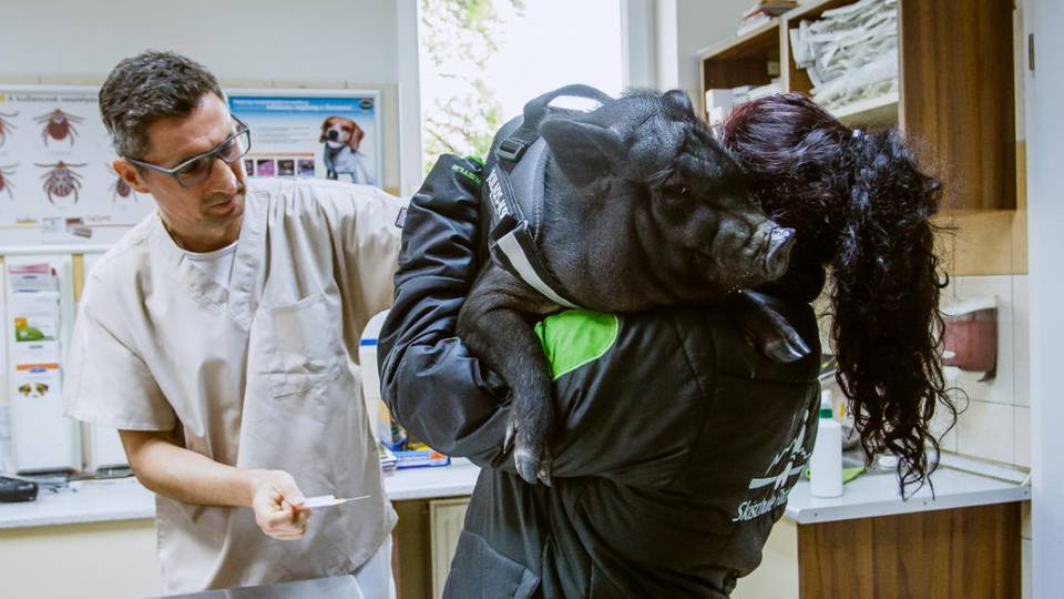 Csüngőhasú malacot gyógyítottak a Szombathelyi Állatkórházban