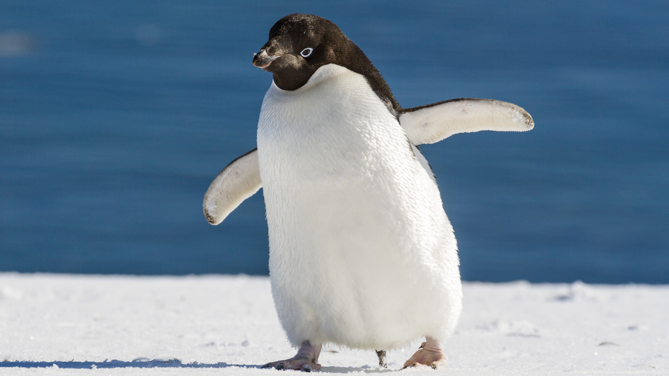 Látott már pingvint búvárruhában? 