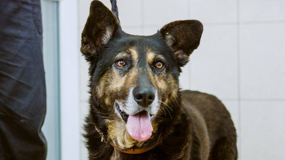 Újabb sikersztori a Szombathelyi Állatkórházban: egy kutyust mentettek meg