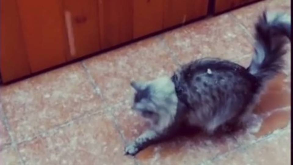 A hópelyhekre vadászó cica a legütősebb szombathelyi videó az Instán