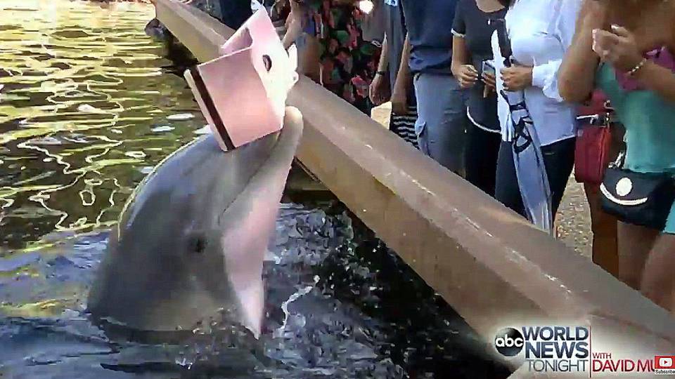 Az aquapark delfinje kicsit bepöccent a táblagéppel videózó nőtől