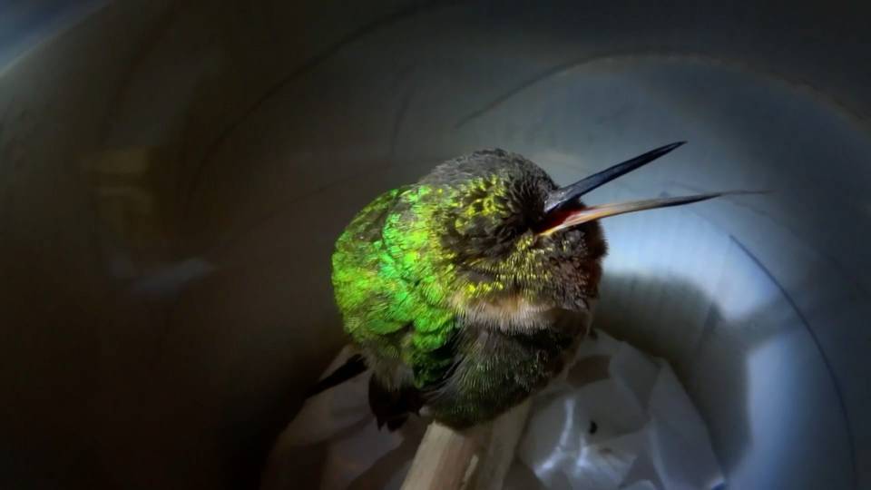 Horkoló kolibritől olvadozik az internet népe