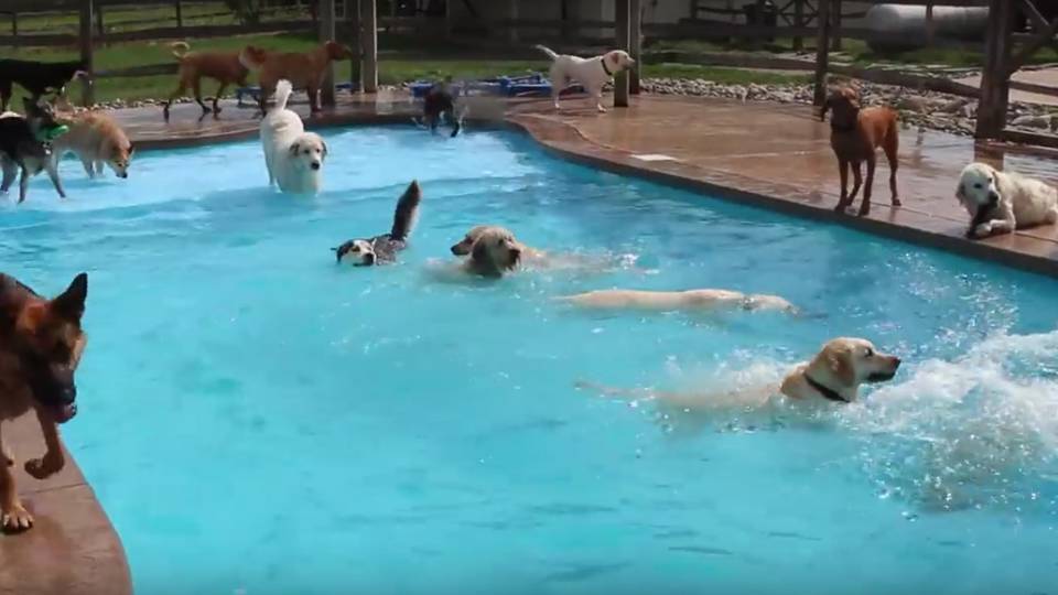 Hatalmas medencés partyt csaptak ezek az ebek 