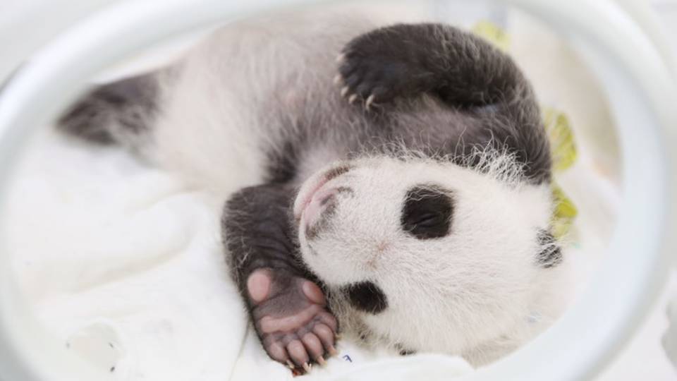 Olvadozunk: Hipercuki kölyökké cseperedett Shanghai első pandabébije
