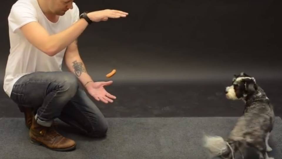 Így reagálnak a kutyák, ha mágikus virslit látnak 