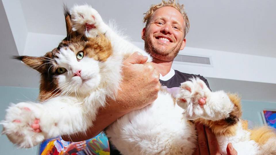 13 kilónyi tömör cukiság - Ő Samson a világ legnagyobb cicája