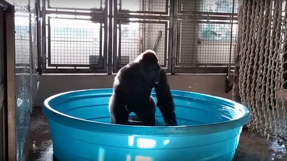 Táncolással tölti szabadidejét egy a kánikulától szenvedő gorilla