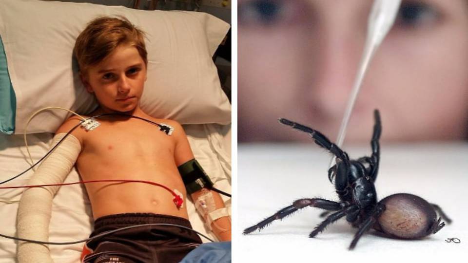A világ leghalálosabb pókcsípését élte túl a tízéves ausztrál kisfiú