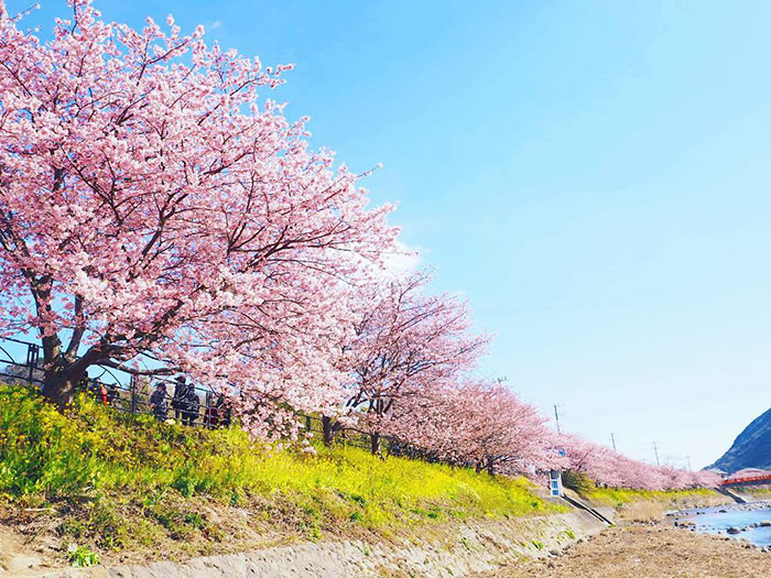 Japánba már megérkezett a tavasz!