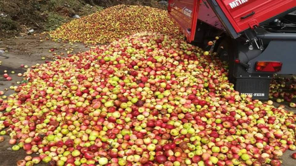 Kartellre gyanakodnak az almatermelők a felvásárlási árak kapcsán