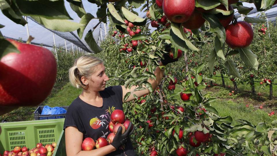 Több étkezési alma kellene és kevesebb ipari a miniszter szerint