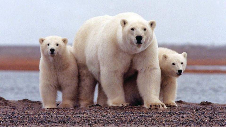 Találtak egy csomó jegesmedvét!