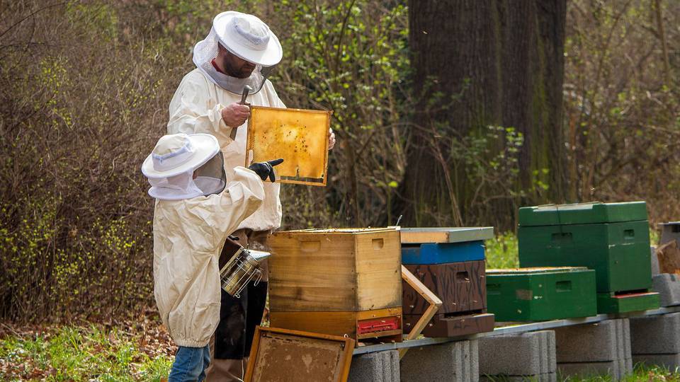 Agrárminiszter: szja-mentes lesz a méhészeti termékek értékesítése